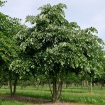 Lipa strieborná (Tilia tomentosa) - výška 300-350 cm, kont. C375L - VIACKMENNÁ